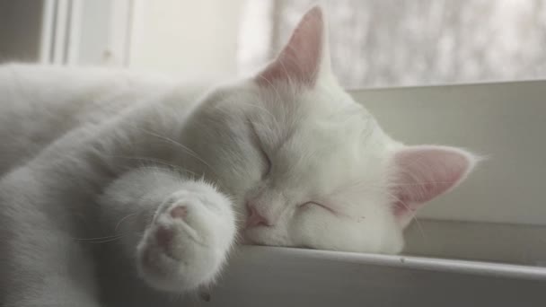 Chat blanc se détend sur le rebord de la fenêtre — Video