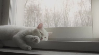 Beyaz kedi pencere eşiğinde rahatlar.