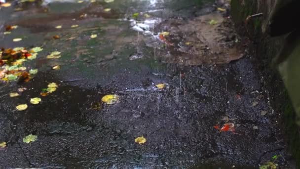 Rain drips on the asphalt. Autumn melancholy. Water pours out of the drainpipe — Stock Video