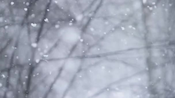 Düşen kar taneleri. Kar yağışı. Barış, sükunet ve rahatlama. Kış — Stok video