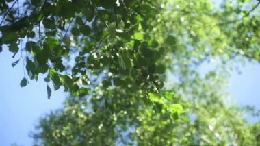 Yazın yeşil yaprakların arasında parlayan güneş