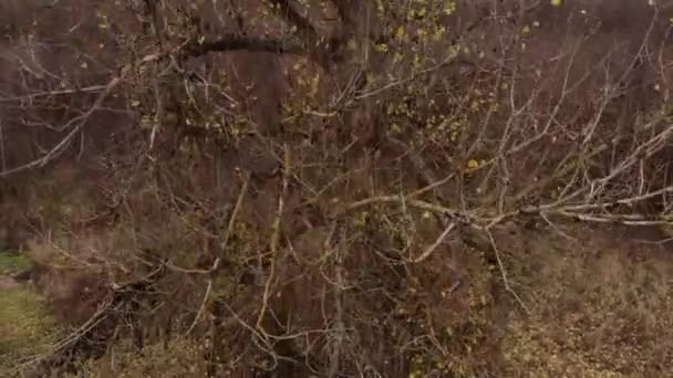 Mistletoe putih di pohon willow. Tanaman adalah parasit.. — Stok Video