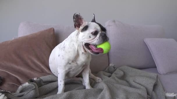 Un bulldog francés cansado sentado en el sofá con una pelota de tenis en la boca — Vídeos de Stock