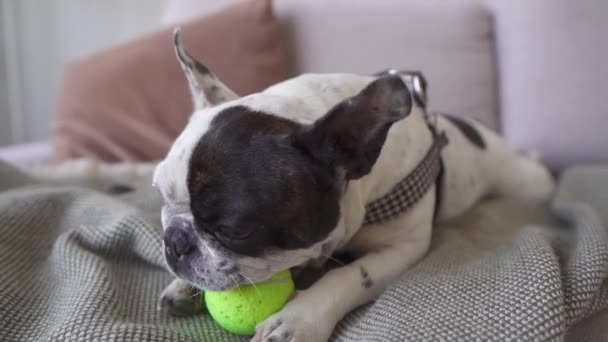 Ένα αστείο ασπρόμαυρο σκυλί μασάει μια μπάλα του τένις ενώ ξαπλώνει στον καναπέ. — Αρχείο Βίντεο