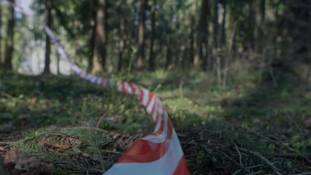Crisscrossed red and white striped cordon tape in the forest. — Stock Video