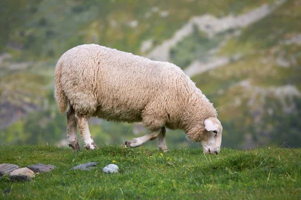 Овцы едят траву — стоковое фото