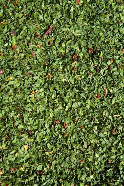 Arka plan olarak kurutulmuş yeşil maydanoz baharat