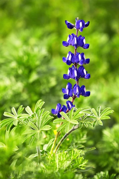 背景が緑色の葉を持つ単一ルピナスの花 — ストック写真