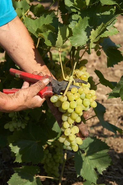 Bunch of white grapes in the hands with pruner — Stock Photo, Image