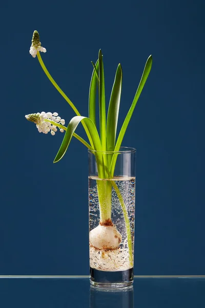 Şeffaf bir Vazoda beyaz Muscari Telifsiz Stok Imajlar