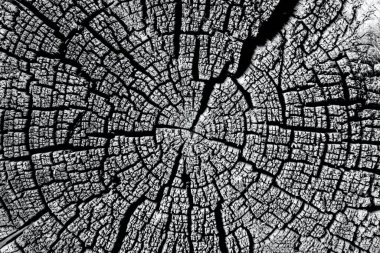 Yıllık halkaları ve çatlakları olan güzel bir ağaç kesimi..