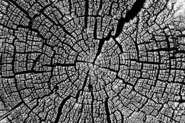 Yıllık halkaları ve çatlakları olan güzel bir ağaç kesimi..