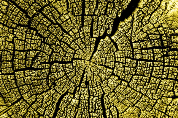 Hermoso corte de un árbol con anillos anuales y grietas. — Foto de Stock