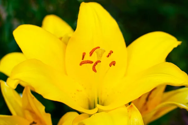 Красивая желтая лилия в цветущем саду. — стоковое фото