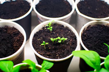 Ultraviyole lambanın altında domates fideleri yetişiyor. Pencerede turba kaplarında filizlenen bitkiler.