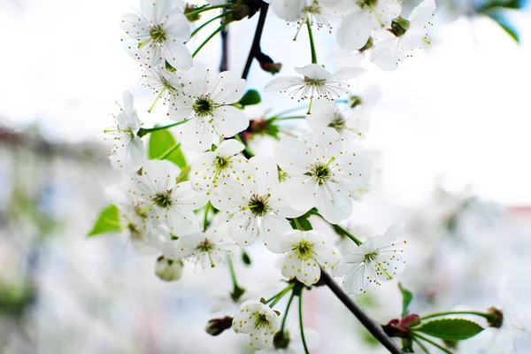 Schöner, weiß blühender Kirschbaum. Zartes Symbol des Frühlings in Japan. — Stockfoto