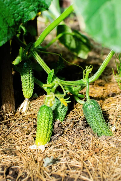 Sebze bahçesinde salatalıklar. Sarı çiçekli sulu taze salatalık..