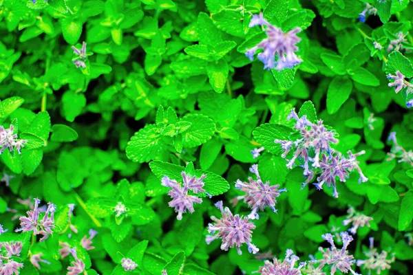 İlaç ve aromatik bitkinin limon merhemine yakın durun Melissa officinalis..