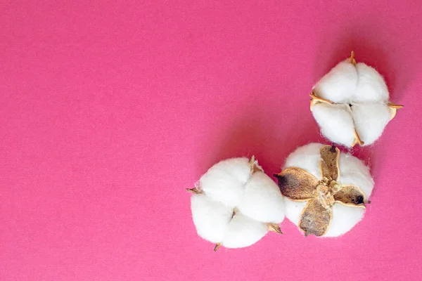 Tre fluffiga vita bomullsblommor på rosa bakgrund. — Stockfoto