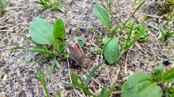 Un escarabajo marrón puede gatear sobre la hierba verde. — Vídeos de Stock