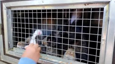 Hayvanat bahçesindeki kafeste tavşanları besleyen çocuk.