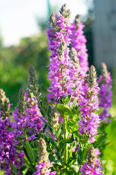 Hermosa vida suelta púrpura brillante en el jardín. —  Fotos de Stock