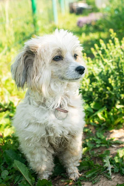 O cão Crested chinês, senhora bonita do cão no parque no dia de verão. — Fotografia de Stock