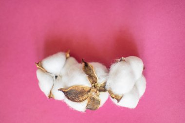 Pembe arka planda üç pofuduk beyaz pamuk çiçeği. Sürdürülebilirlik kavramı.