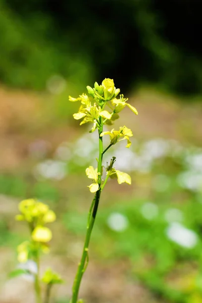 Fiori di colza gialli, olio di colza - salute e bellezza. Brassica napus. — Foto Stock