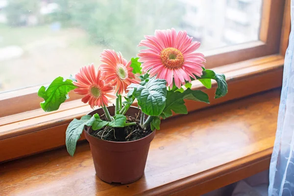 Gerbera สีชมพูที่สวยงามในหม้อดอกไม้บนระเบียงหน้าต่าง . — ภาพถ่ายสต็อก