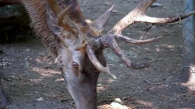 Ormanda büyük boynuzları olan pis genç bir geyik.