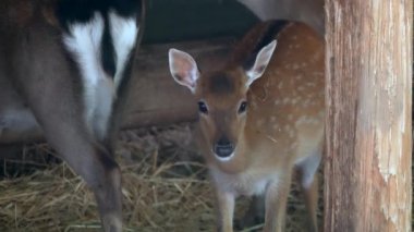 Küçük geyik ahırda saman yiyor.