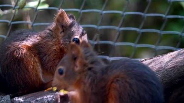 Cute Brown Squirrels Eating Zoo — Stock Video