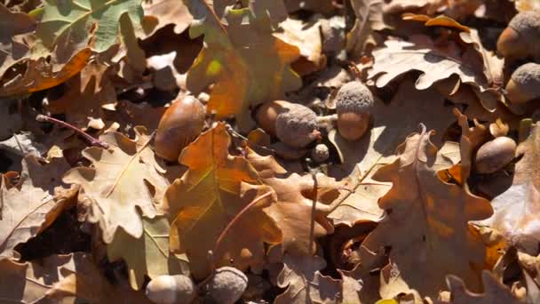 Oak Leaves Acorns Autumn Concept Background — Stock Video