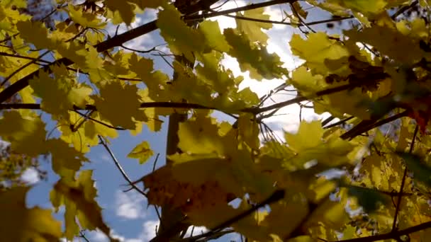 Piękne Jesienne Tło Koncepcyjne Liśćmi Klonu Podczas Słonecznej Pogody — Wideo stockowe