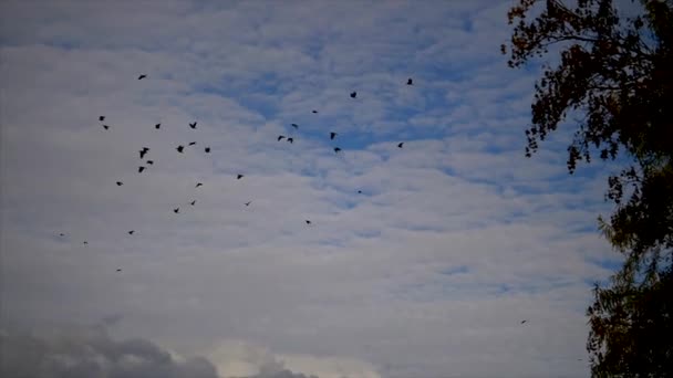 Vögel Fliegen Über Blauen Himmel Mit Wolken Natur Hintergrund Zeitraffer — Stockvideo