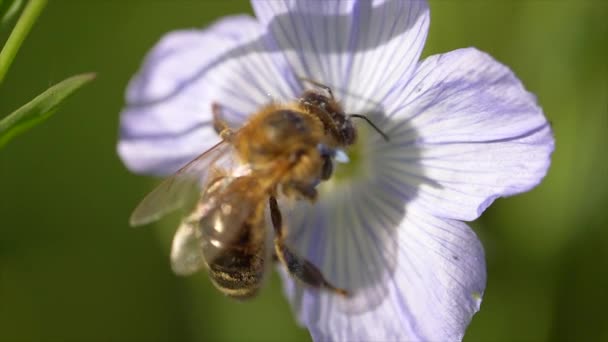 Bee Pollinates Flower Close Shot — Stock Video