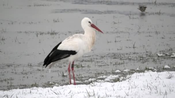 Hermosas Cigüeñas Blancas Negras Alimentándose Caminando Nieve — Vídeo de stock