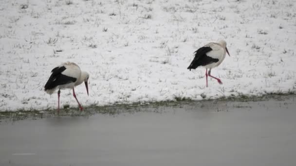 Mooie Zwart Witte Ooievaars Voeden Wandelen Sneeuw — Stockvideo