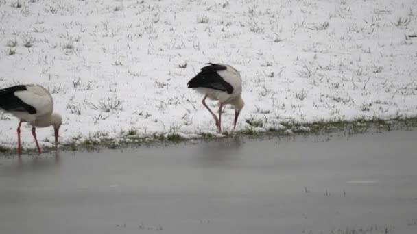 Hermosas Cigüeñas Blancas Negras Alimentándose Caminando Nieve — Vídeo de stock