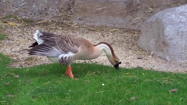 Oie Manger Herbe Tandis Que Chèvre Passe — Video