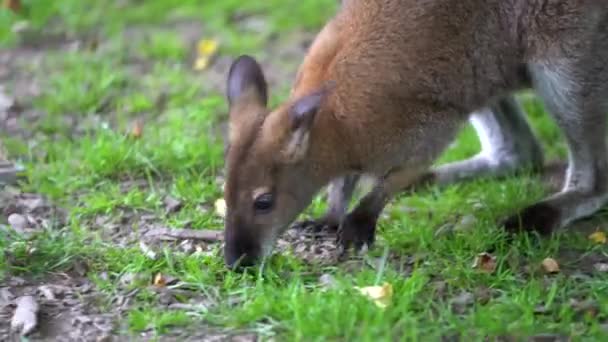 Kangaroo Eating Green Grass — Stock Video