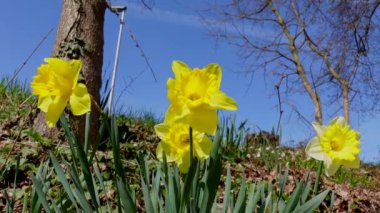 Çiçek tarhındaki nergisleri kapat.