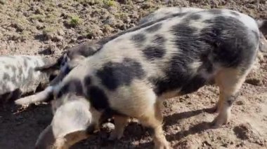 Çiftlikteki sevimli domuzlar