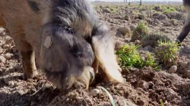 Çiftlikteki sevimli domuzlar