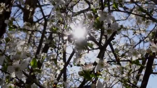 Zblízka Včela Sedí Bílém Květu Stromě — Stock video