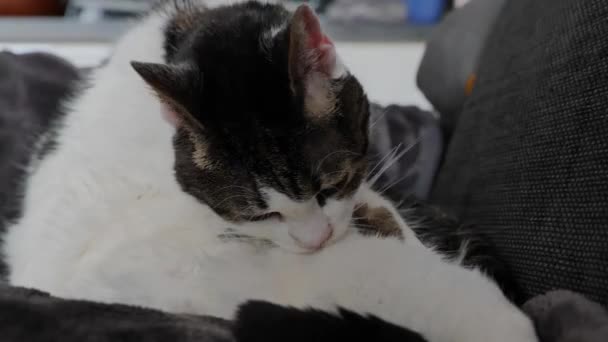 Schattig Kat Schoonmaken Zelf — Stockvideo