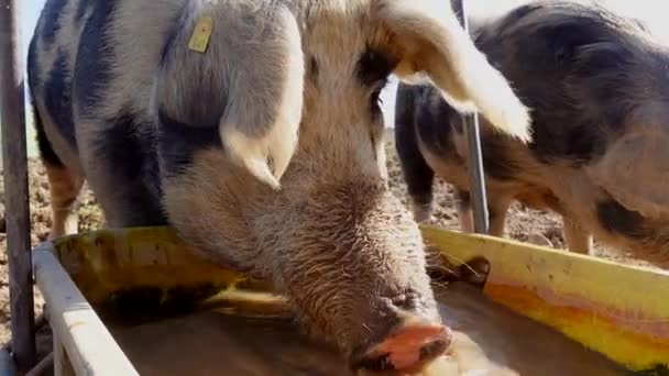 農場の可愛い豚 — ストック動画