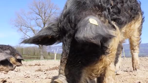 Χαριτωμένα Γουρούνια Στη Φάρμα — Αρχείο Βίντεο