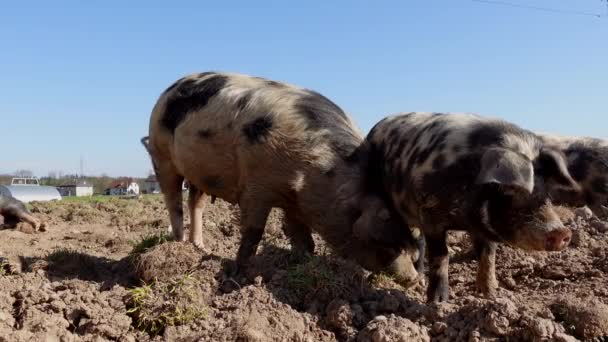 농장에 귀여운 돼지들 — 비디오